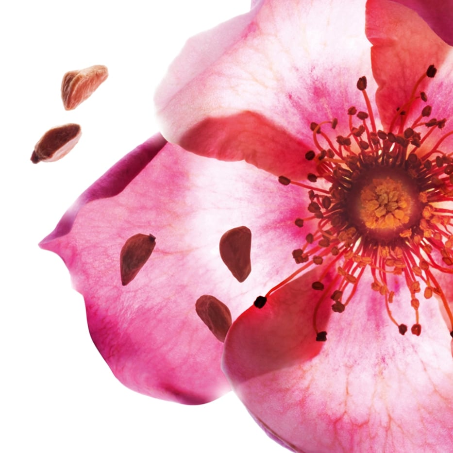 Rosa mosqueta-Aceite de rosa mosqueta bio-Rosa rubiginosa seed oil