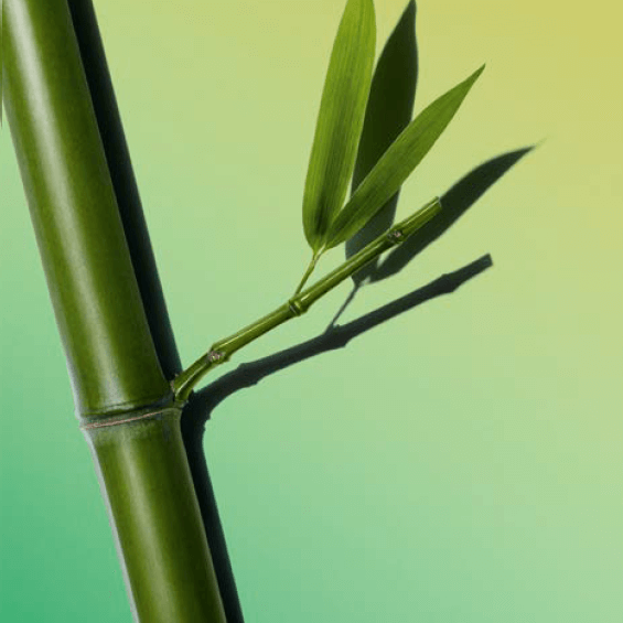 Polvos de bambú