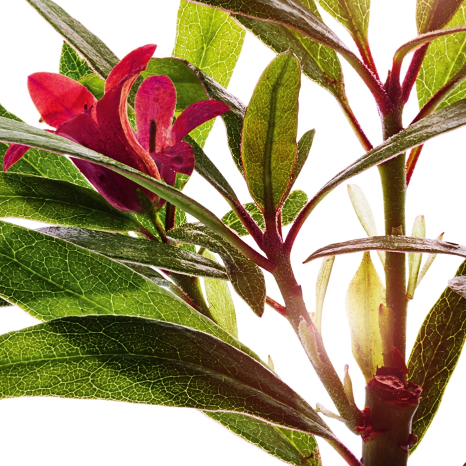 Rosa de los Alpes-Extracto de rosa de los Alpes-Rhododendron ferrugineum extract