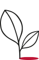 Dibujo de una planta 