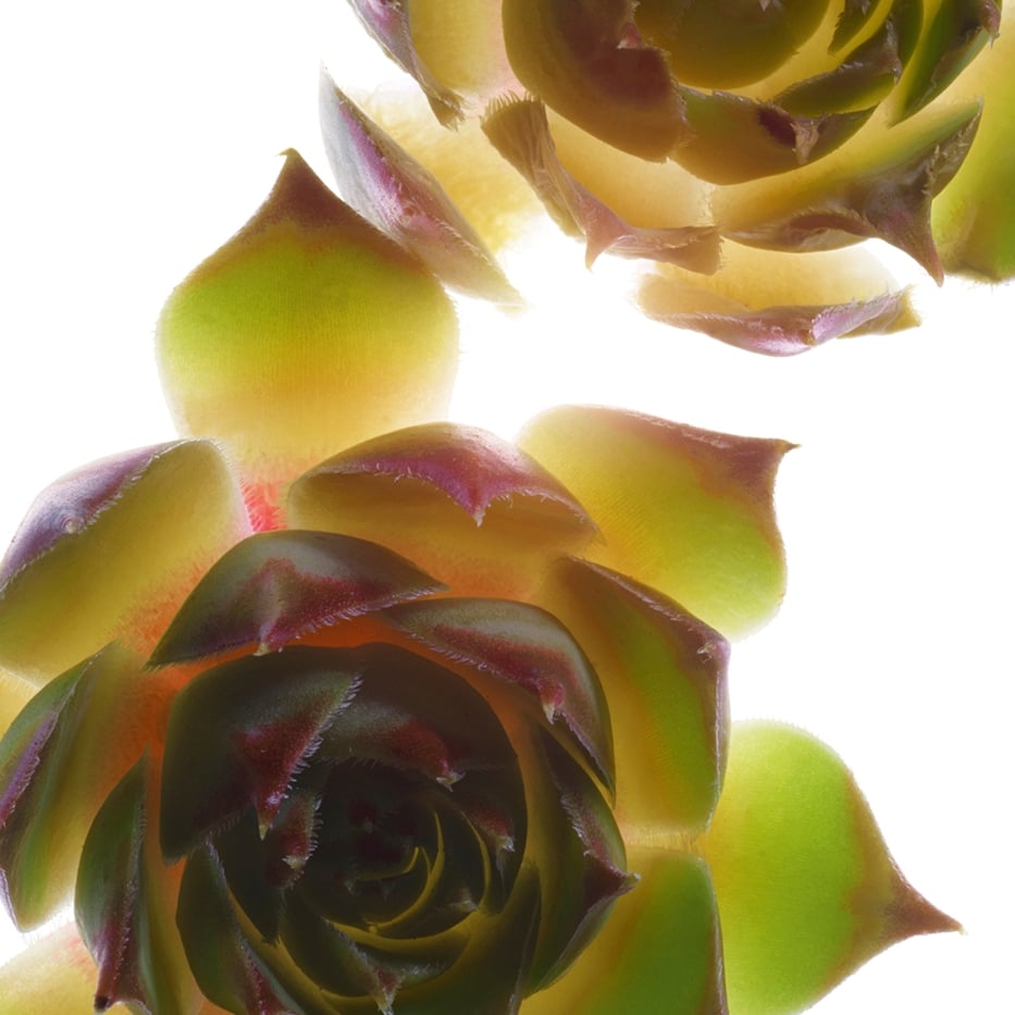 Siempreviva-Extracto de siempreviva mayor bio-Sempervivum tectorum extract