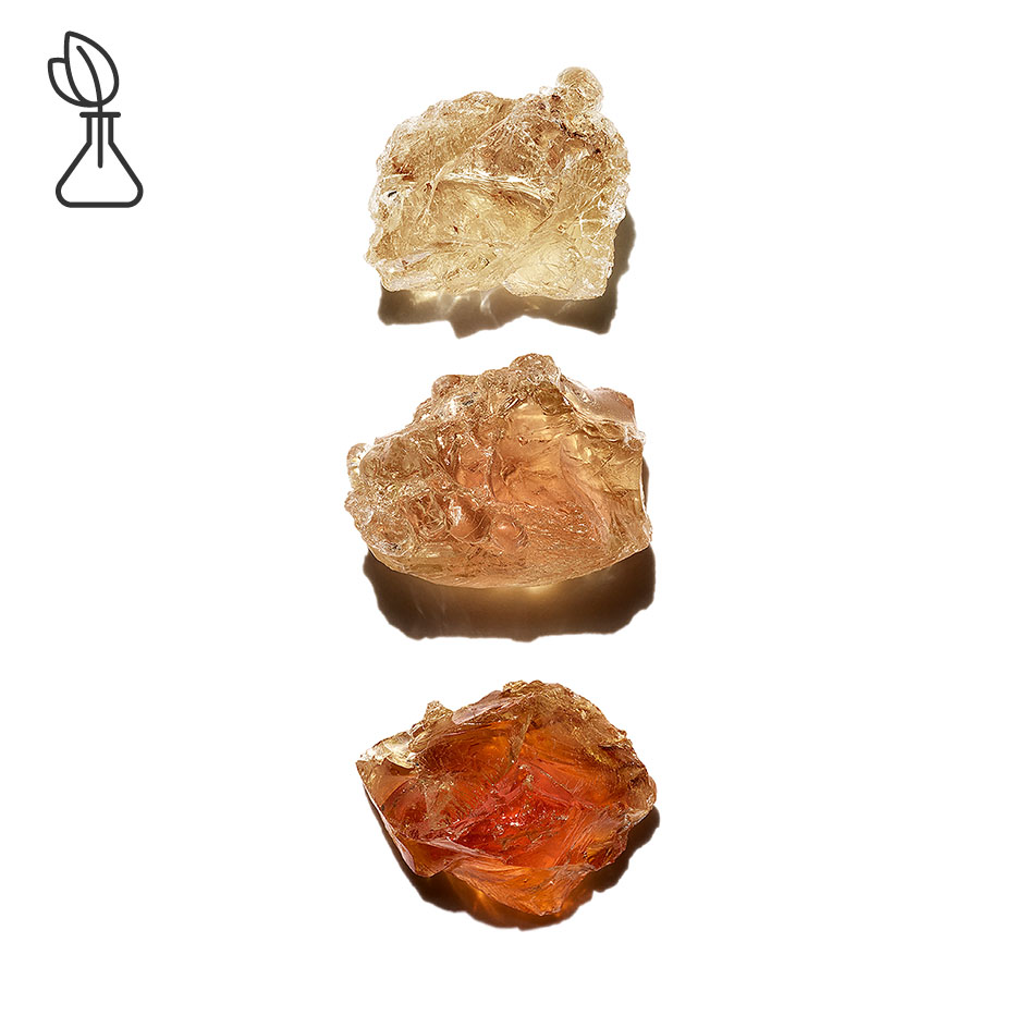 Acacia del Senegal-Acacia Senegal-Acacia Senegal gum