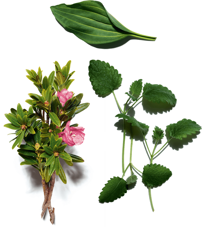 Rosa de los Alpes, Genciana