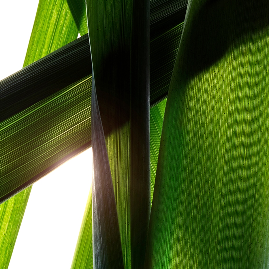 Ca&ntilde;a gigante-Extracto de ca&ntilde;a gigante bio-Arundo Donax Stem Extract
