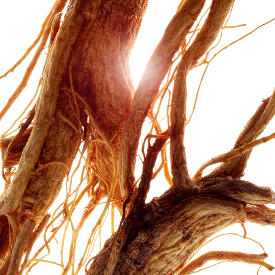 Ginseng-Extracto de ginseng-Panax ginseng root extract