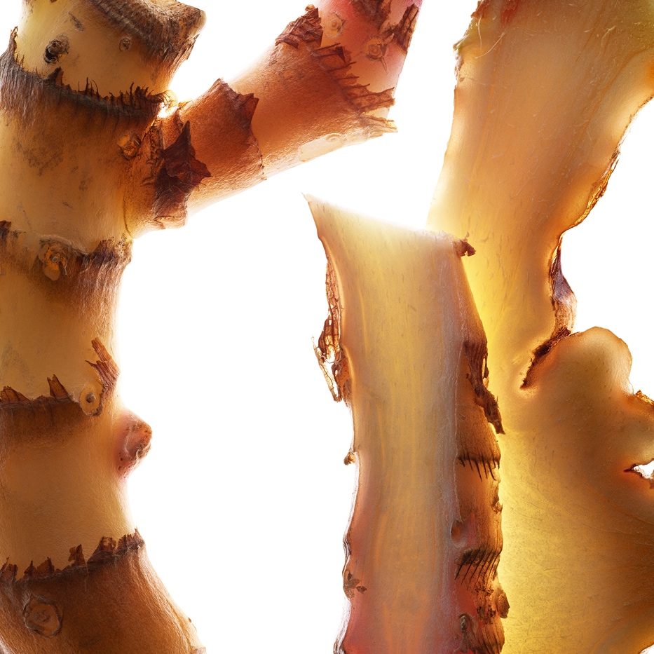 Jengibre mariposa-Extracto de jengibre mariposa (planta bio)-Hedychium coronarium root extract