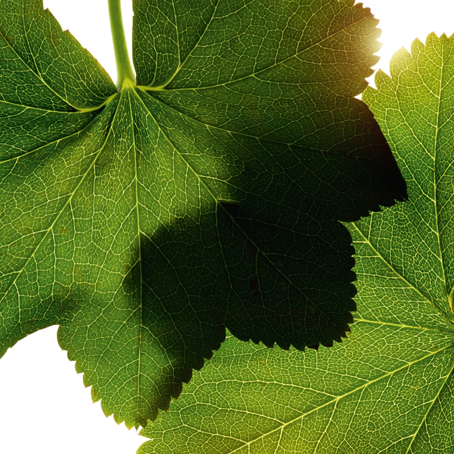 Alquimila-Extracto de alquimila-Alchemilla vulgaris extract