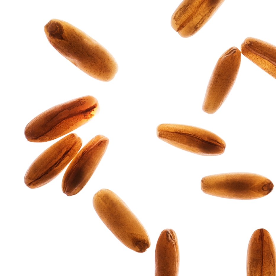 Avena-Azúcares de avena bio-Avena sativa (oat) kernel extract