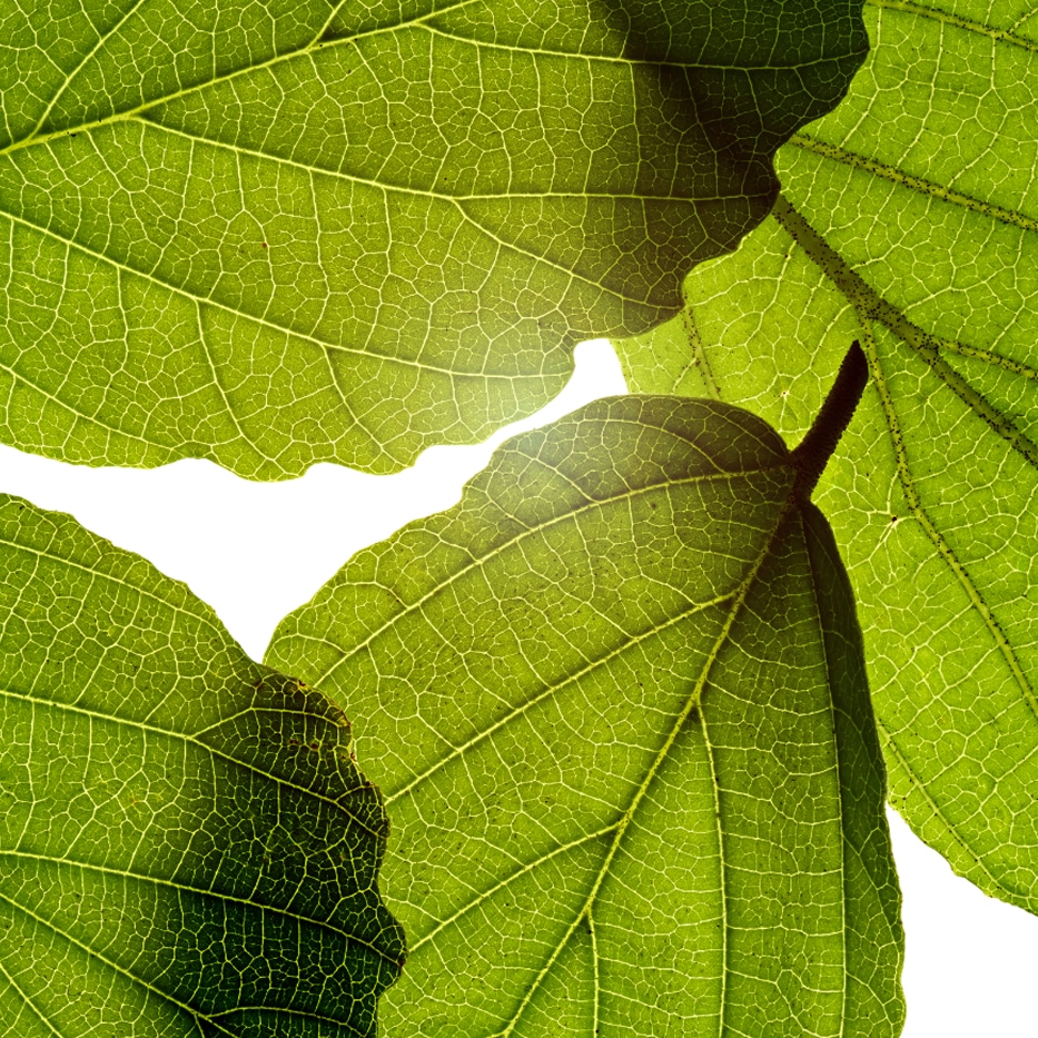 Hamamelis-Extracto de hamamelis-Hamamelis virginiana (witch hazel) leaf extract