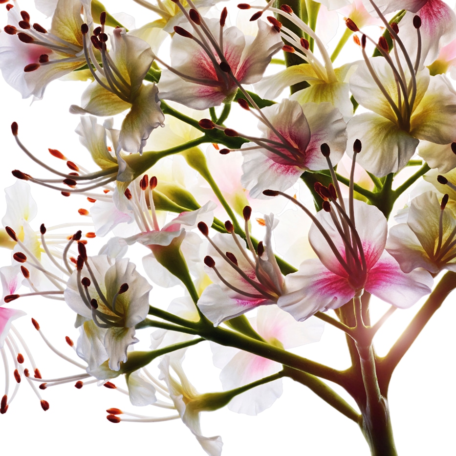 Casta&ntilde;o de Indias-Extracto de flor de casta&ntilde;o de Indias bio-Aesculus hippocastanum (horse chestnut) extract