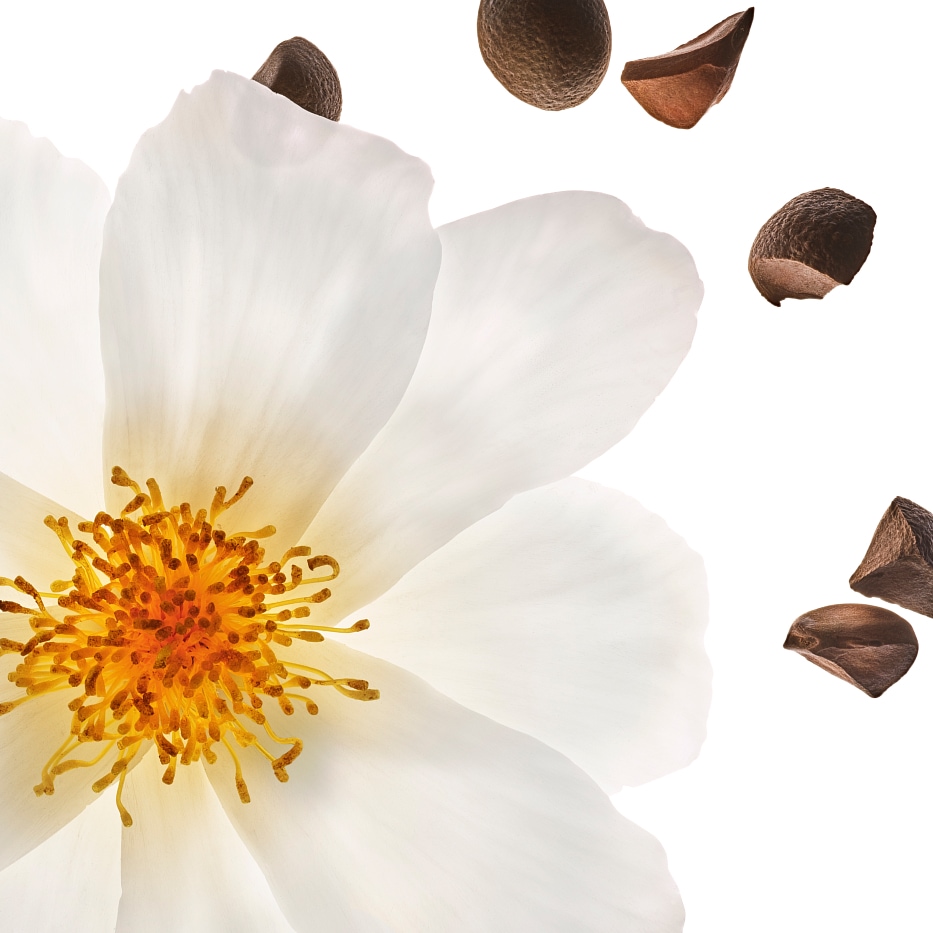 Camelia-Aceite de camelia bio-Camellia oleifera seed oil