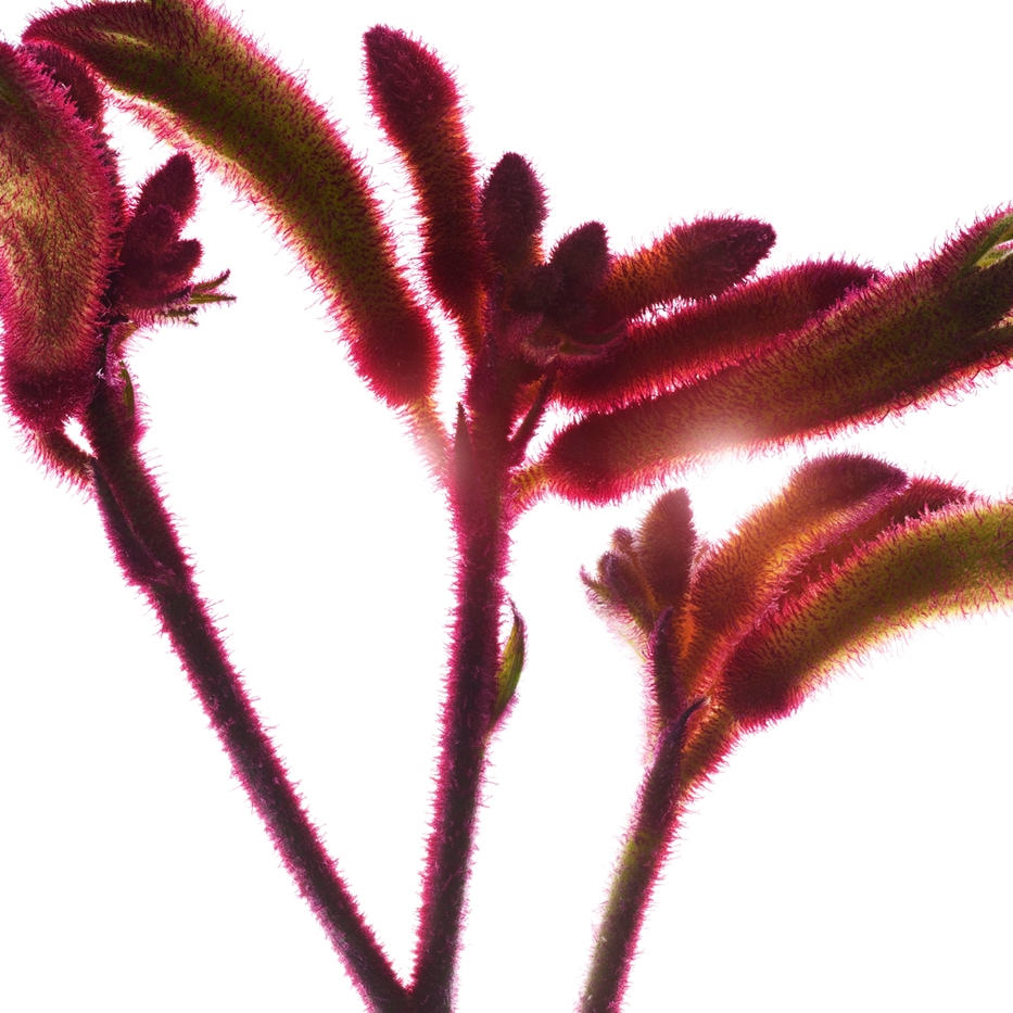 Flor canguro-Extracto de flor canguro bio-Anigozanthos flavidus extract