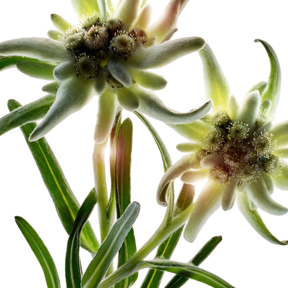 Edelweiss-Extracto de edelweiss bio-Leontopodium alpinum extract