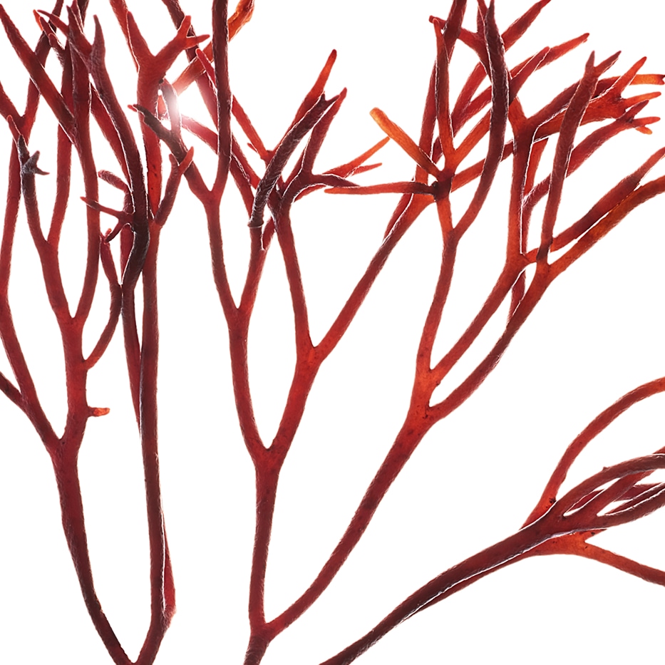 Furcellaria-Extracto de furcellaria-Furcellaria lumbricalis extract