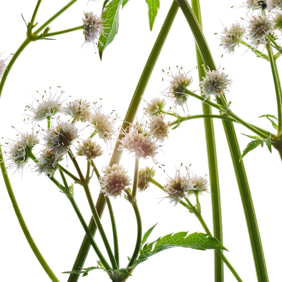 Sanícula-Extracto de sanícula bio-Sanicula europaea extract