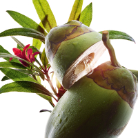 Rosa de los Alpes y agua de coco