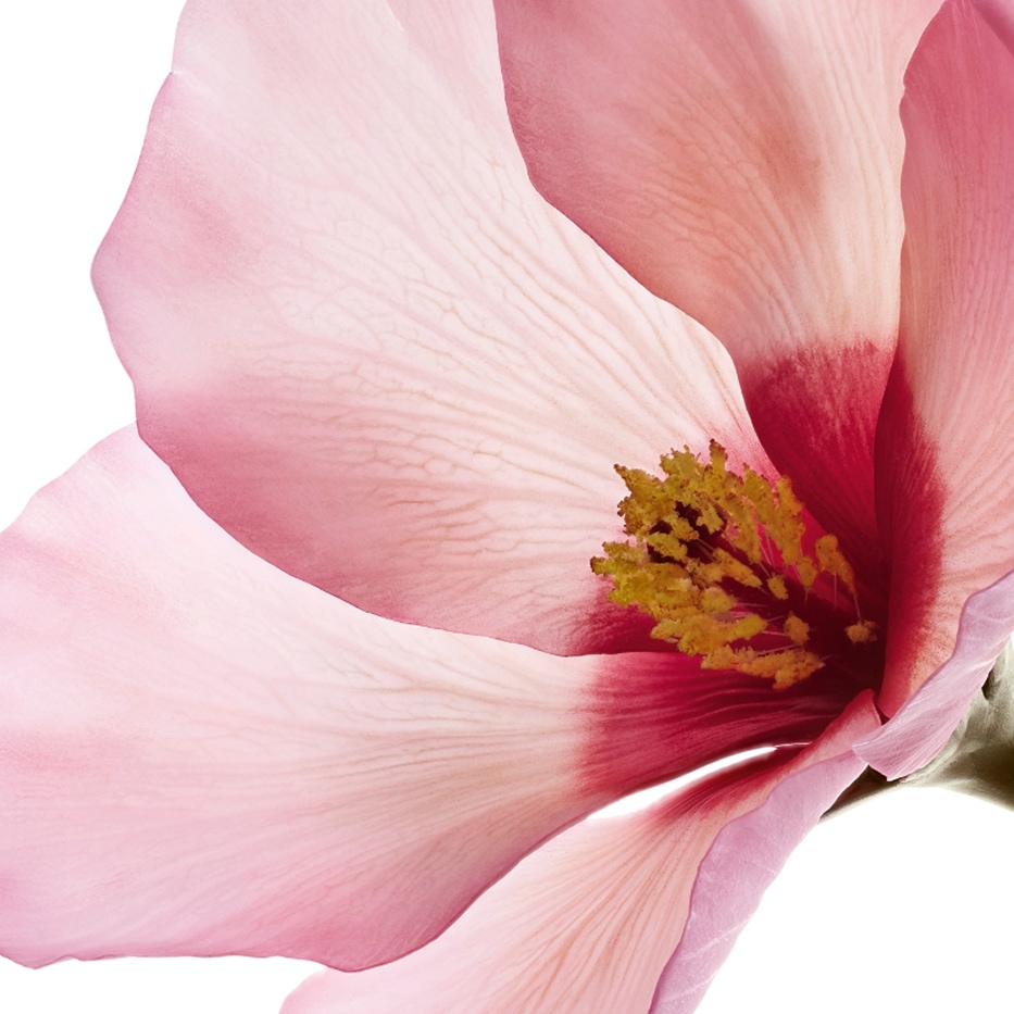 Hibiscus sabdariffa-&Aacute;cidos de la flor de Hibiscus sabdariffa-Hibiscus sabdariffa flower extract
