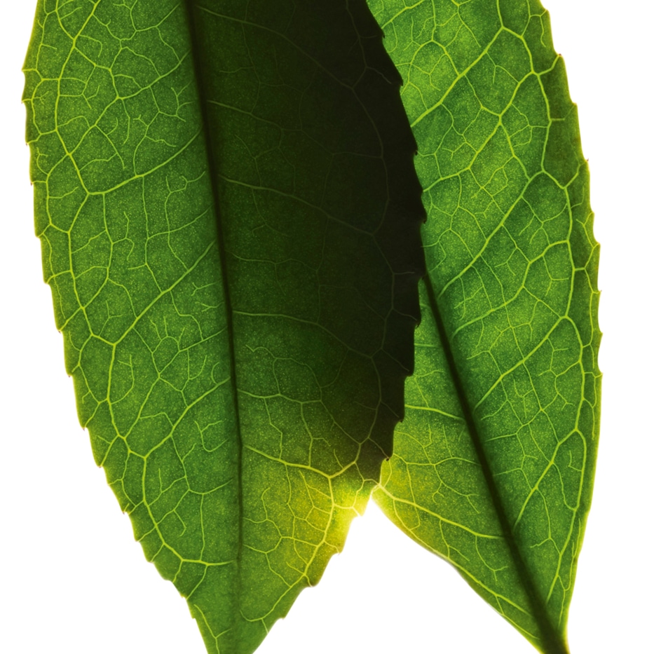 Planta de té-Extracto de té blanco-Camellia sinensis leaf extract