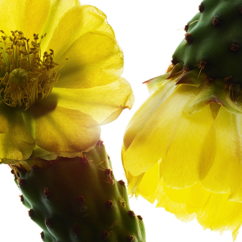 Extracto de higo chumbo-Extracto de higo chumbo-Hydrolyzed opuntia ficus-indica flower extract