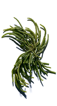 Salicornia bio