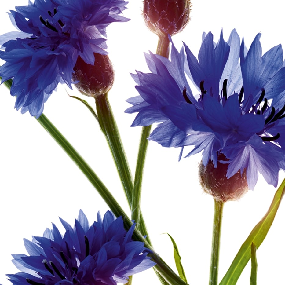 Aciano-Extracto de aciano bio-Centaurea cyanus flower extract
