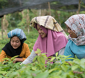 Mujeres jóvenes en los arrozales