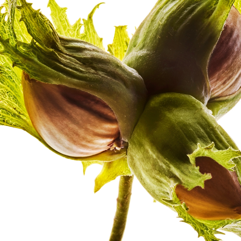 Avellano-Aceite de avellana-Corylus avellana (hazel) seed oil