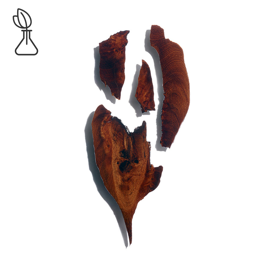 Bocoa-Extracto de bocoa-Bocoa prouacensis extract