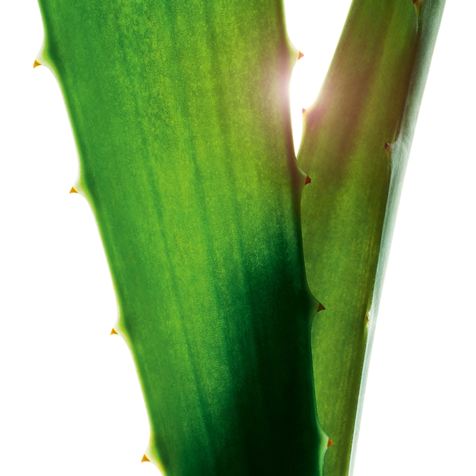 Aloe vera-Extracto de aloe vera-Aloe barbadensis leaf juice,aloe barbadensis leaf juice powder