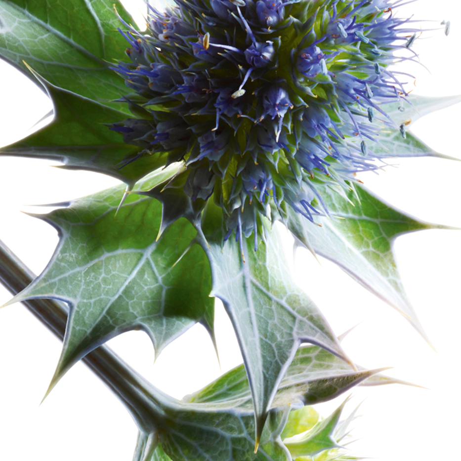 Cardo marino bio-Extracto de cardo marino bio-Eryngium maritimum extract