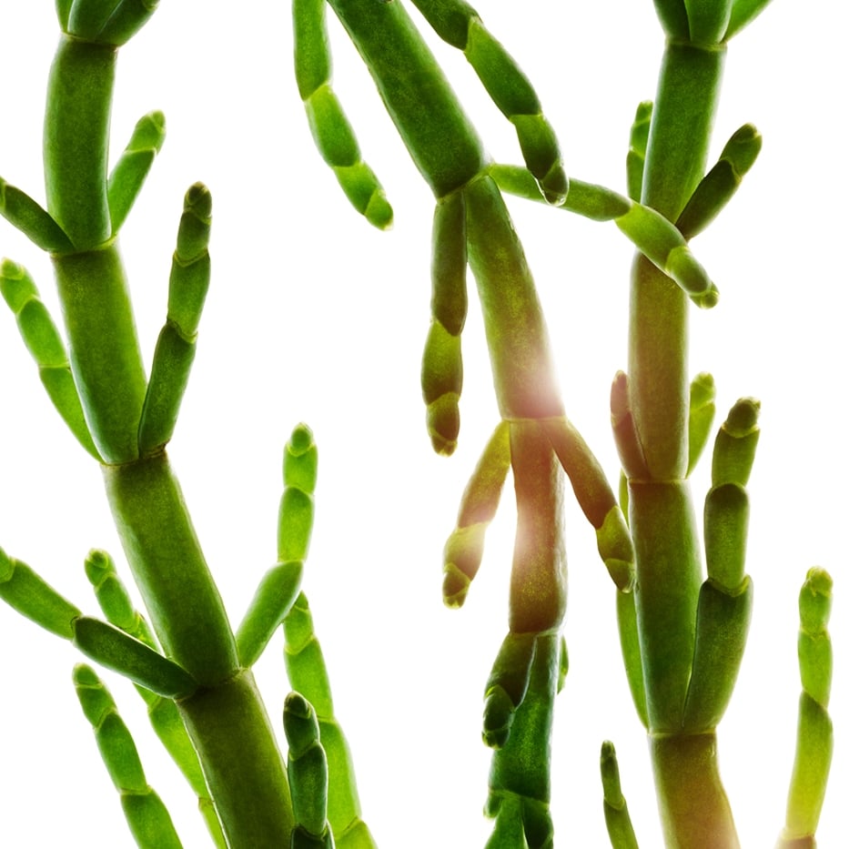 Salicornia-Extracto de salicornia bio-Salicornia herbacea extract