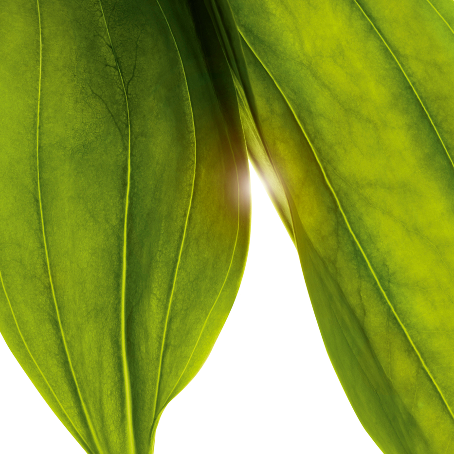 Genciana amarilla-Extracto de genciana amarilla bio-Gentiana lutea extract