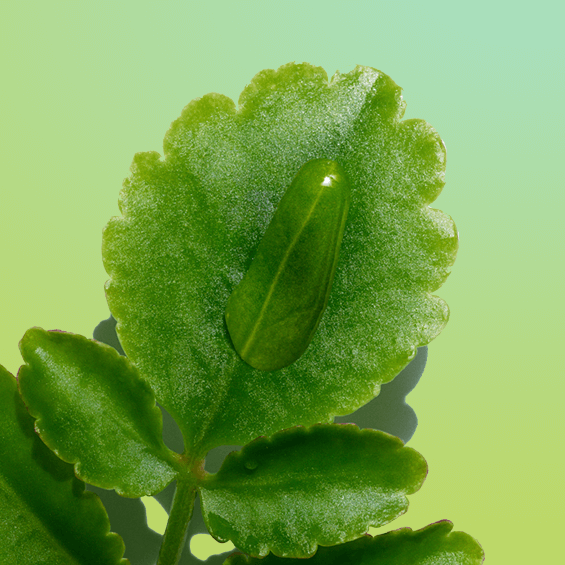 Kalanchoe bio