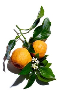 planta de naranjo amargo