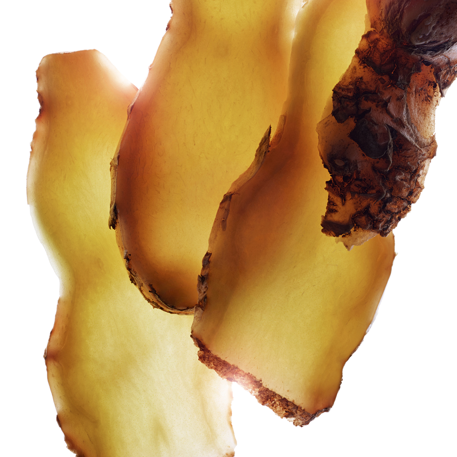 Jengibre zerumbet-Extracto de jengibre zerumbet-Zingiber zerumbet extract