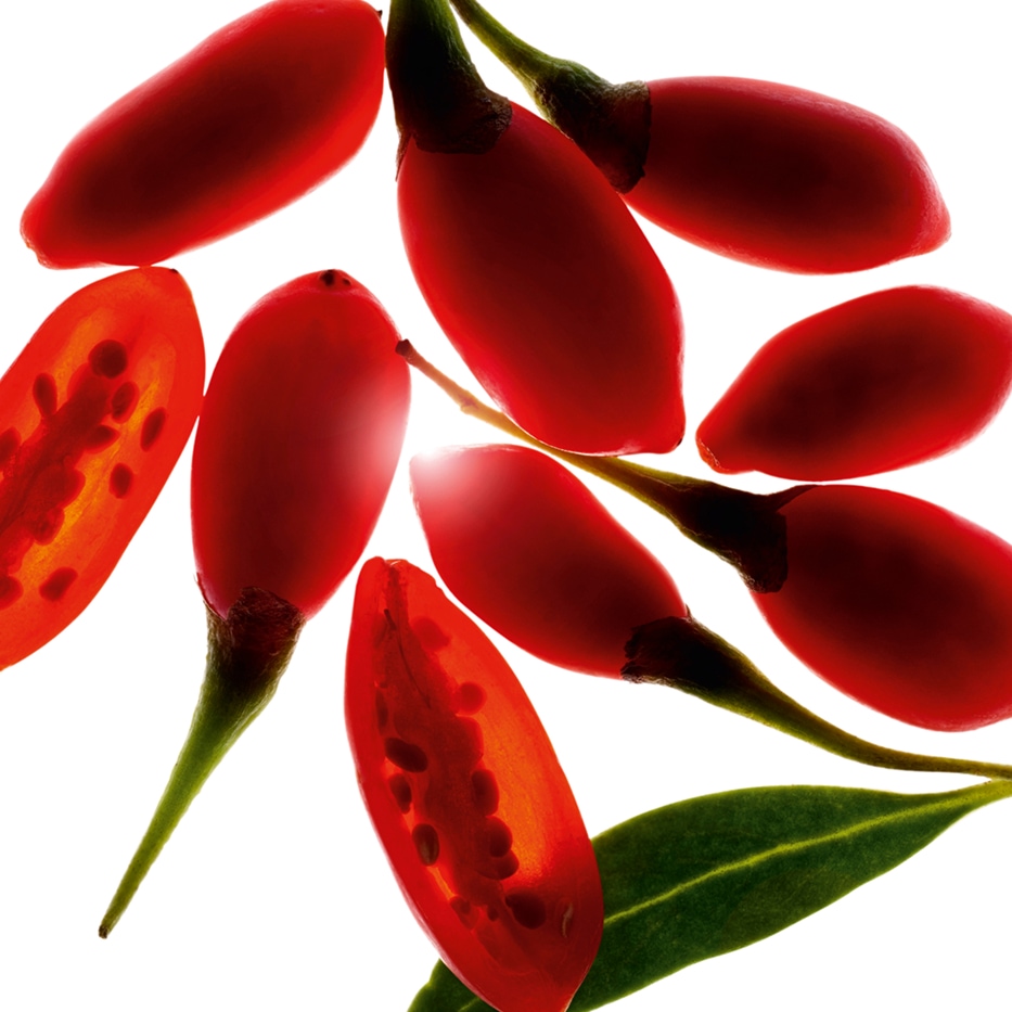 Goji-Extracto de baya de goji bio-Lycium barbarum fruit extract