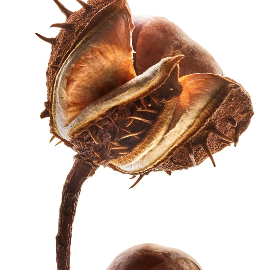 Casta&ntilde;o de Indias-Escina de casta&ntilde;a de Indias-Escin