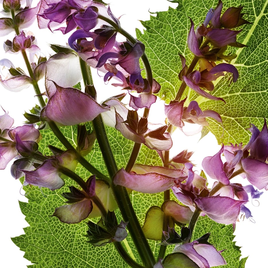 Esclarea-Aceite esencial de esclarea-Salvia sclarea (clary) oil