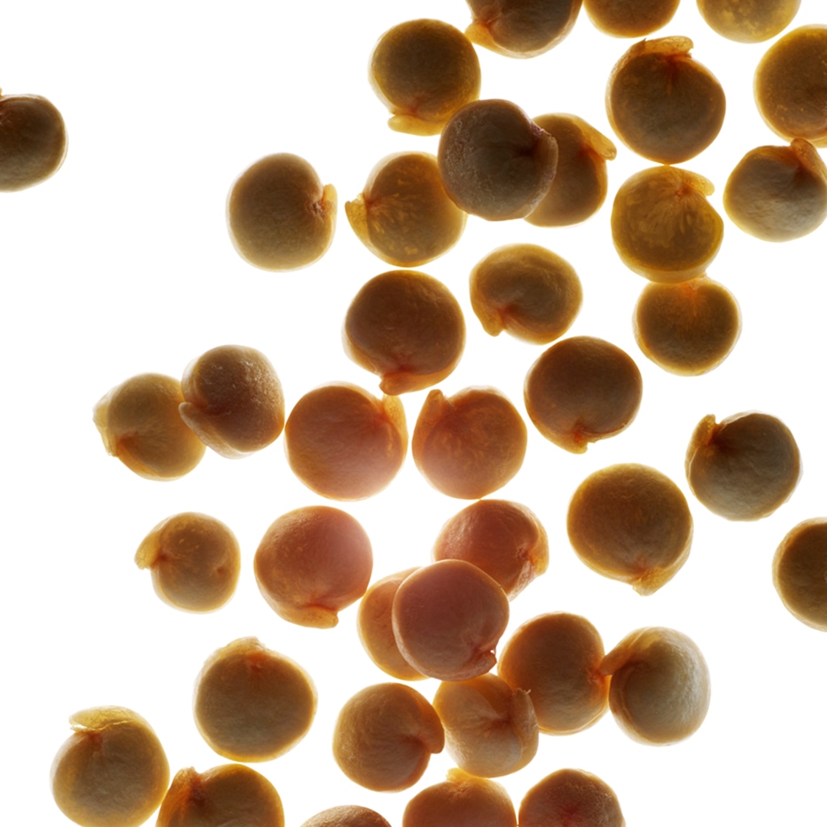 Quinoa-Extracto de quinoa bio-Chenopodium quinoa seed extract