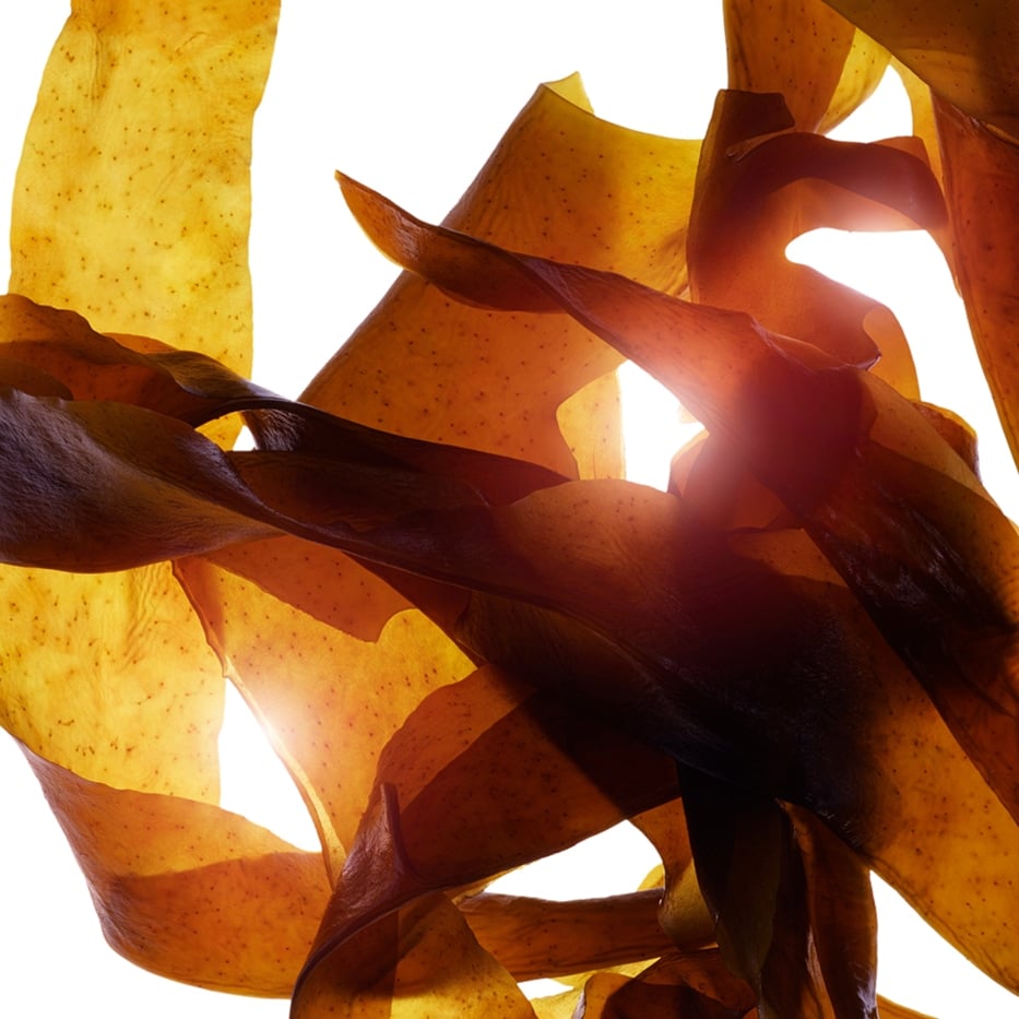 Wakame-Extracto de wakame bio-Undaria pinnatifida extract