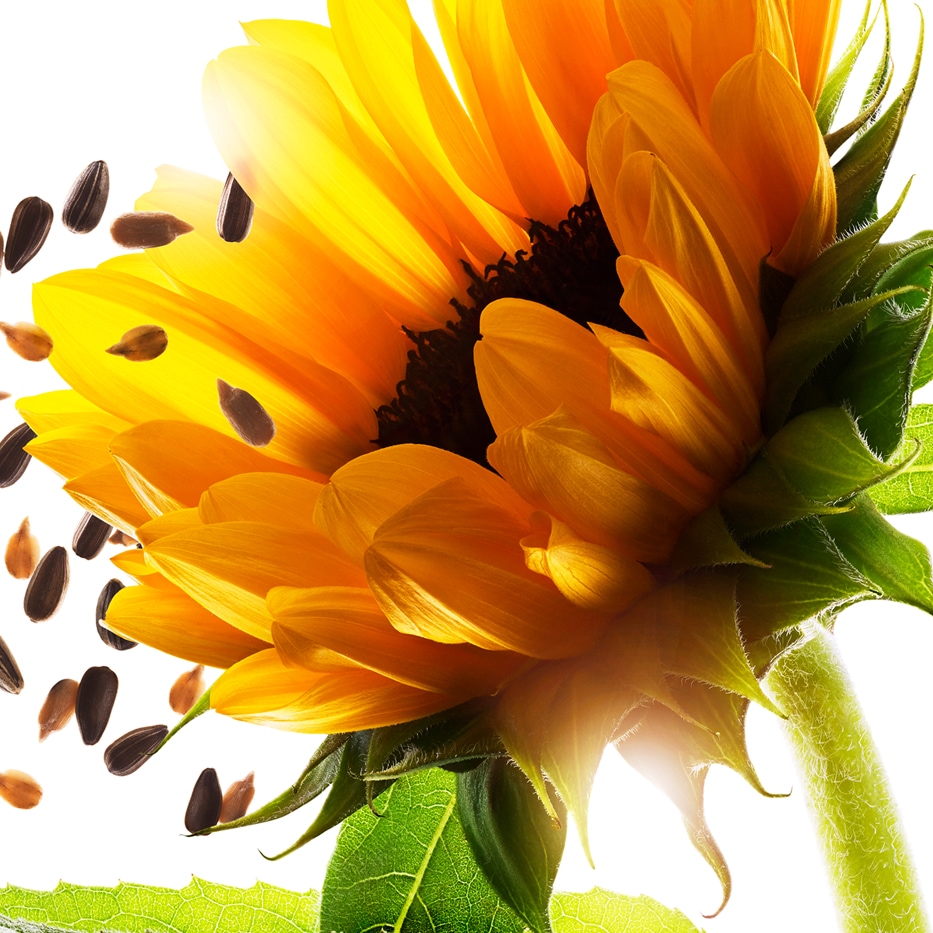 Girasol-Auxinas de girasol-Helianthus annuus (sunflower) extract