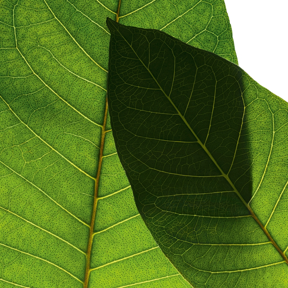 Harungana-Extracto de harungana bio-Harungana madagascariensis extract