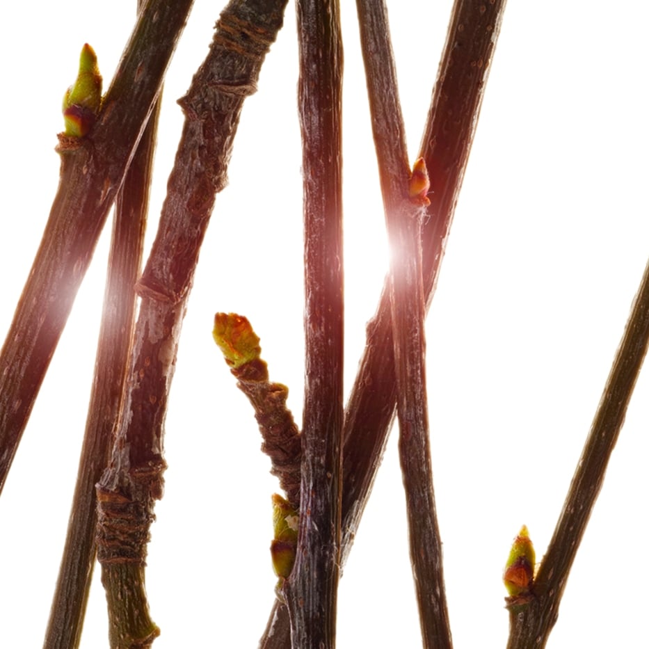 Serbal-Extracto de yemas de serbal bio-Pyrus sorbus bud extract