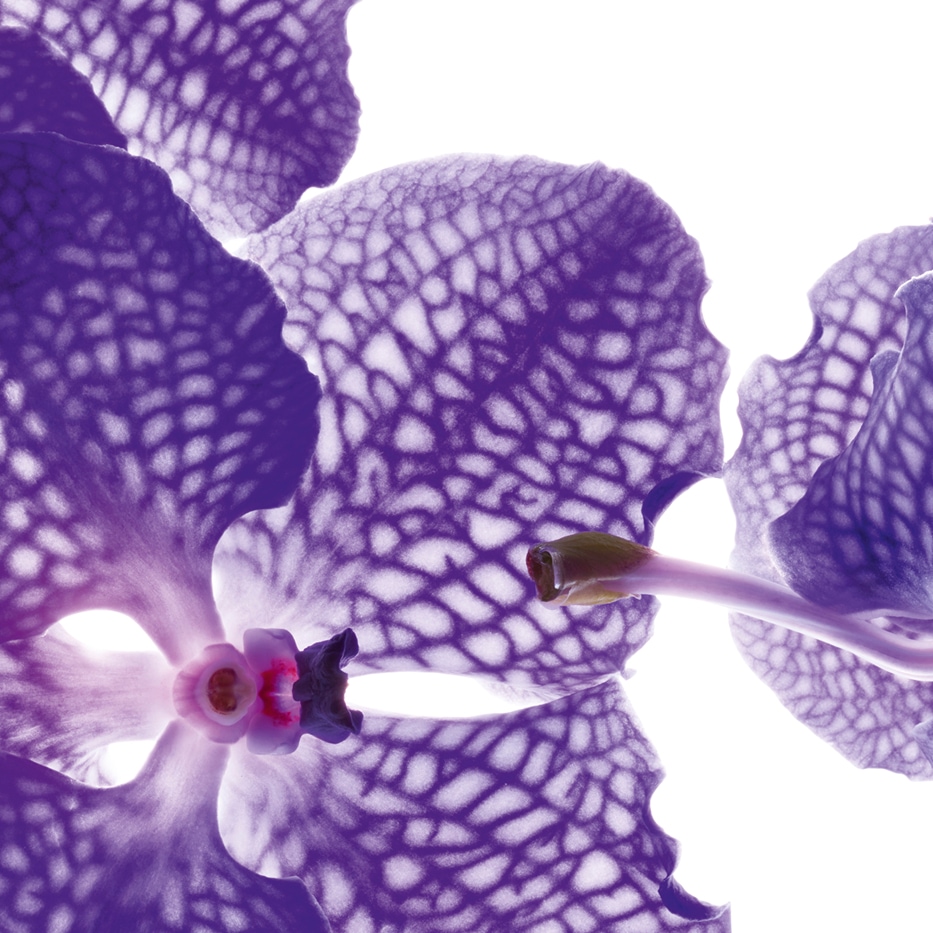 Orqu&iacute;dea azul-Extracto de orqu&iacute;dea azul-Orchid extract,vanda coerulea extract