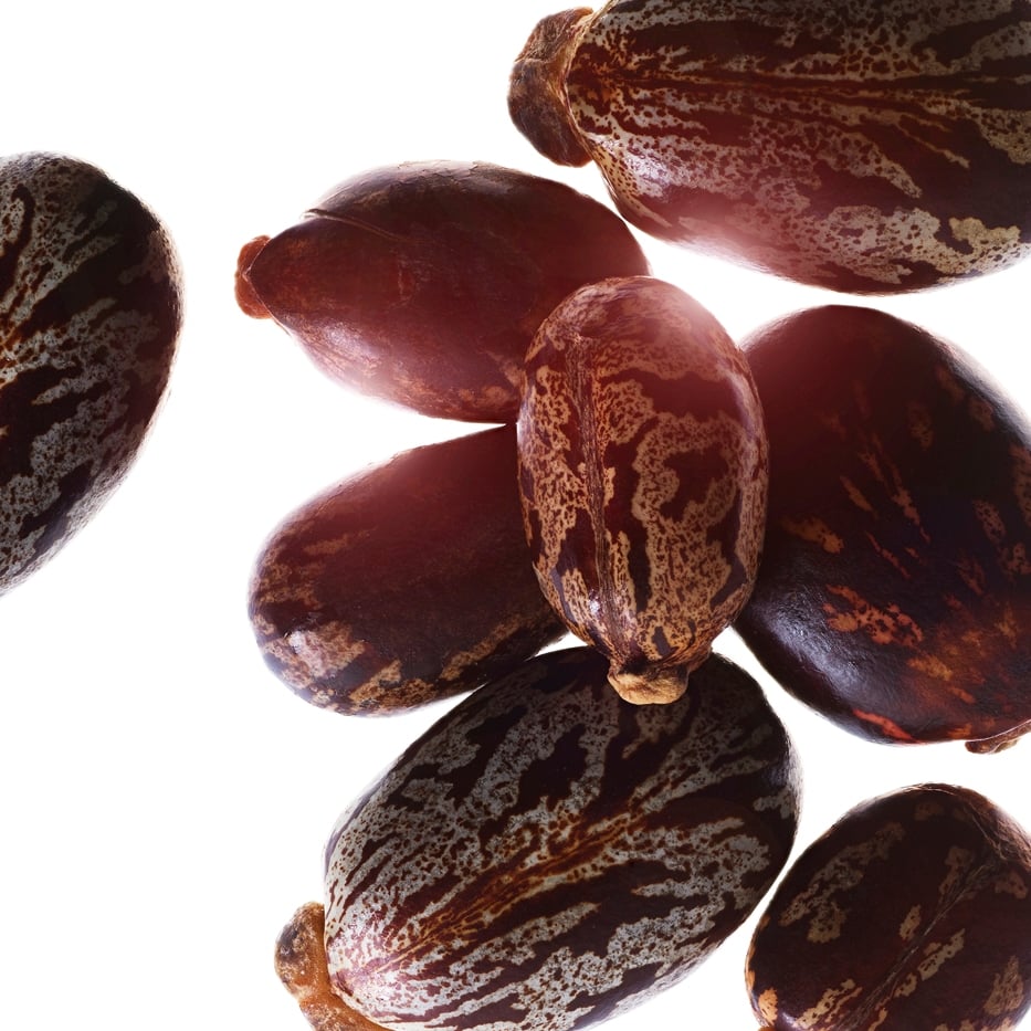 Ricino-Aceite de ricino bio-Ricinus communis (castor) seed oil