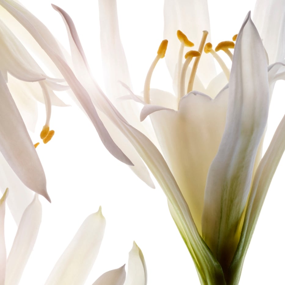 Azucena de mar-Extracto de azucena de mar bio-Pancratium maritimum extract