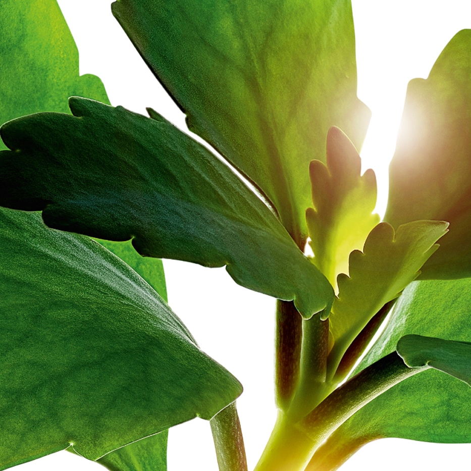 Kalanchoe-Extracto de Kalanchoe bio-Kalanchoe pinnata leaf extract