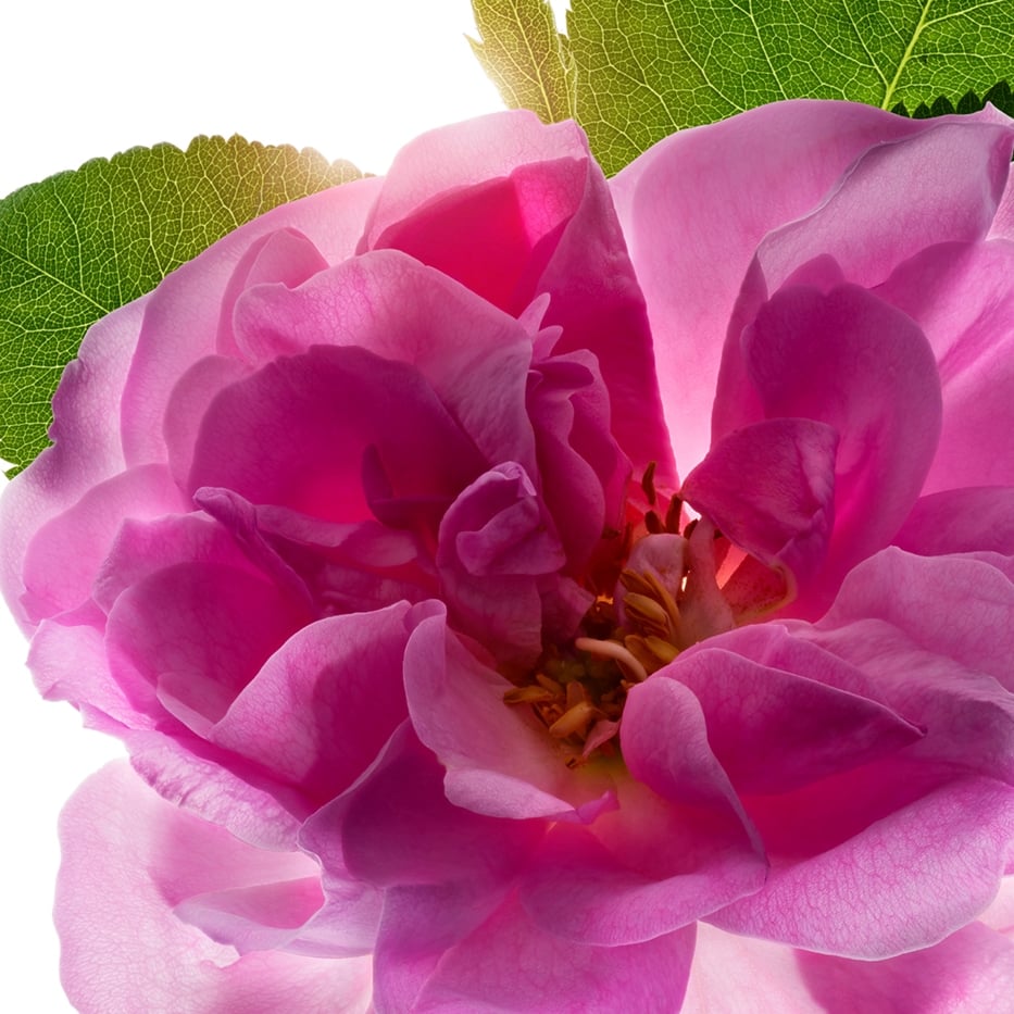 Rosa de Damasco-agua de rosa de Damasco-Rosa damascena flower water