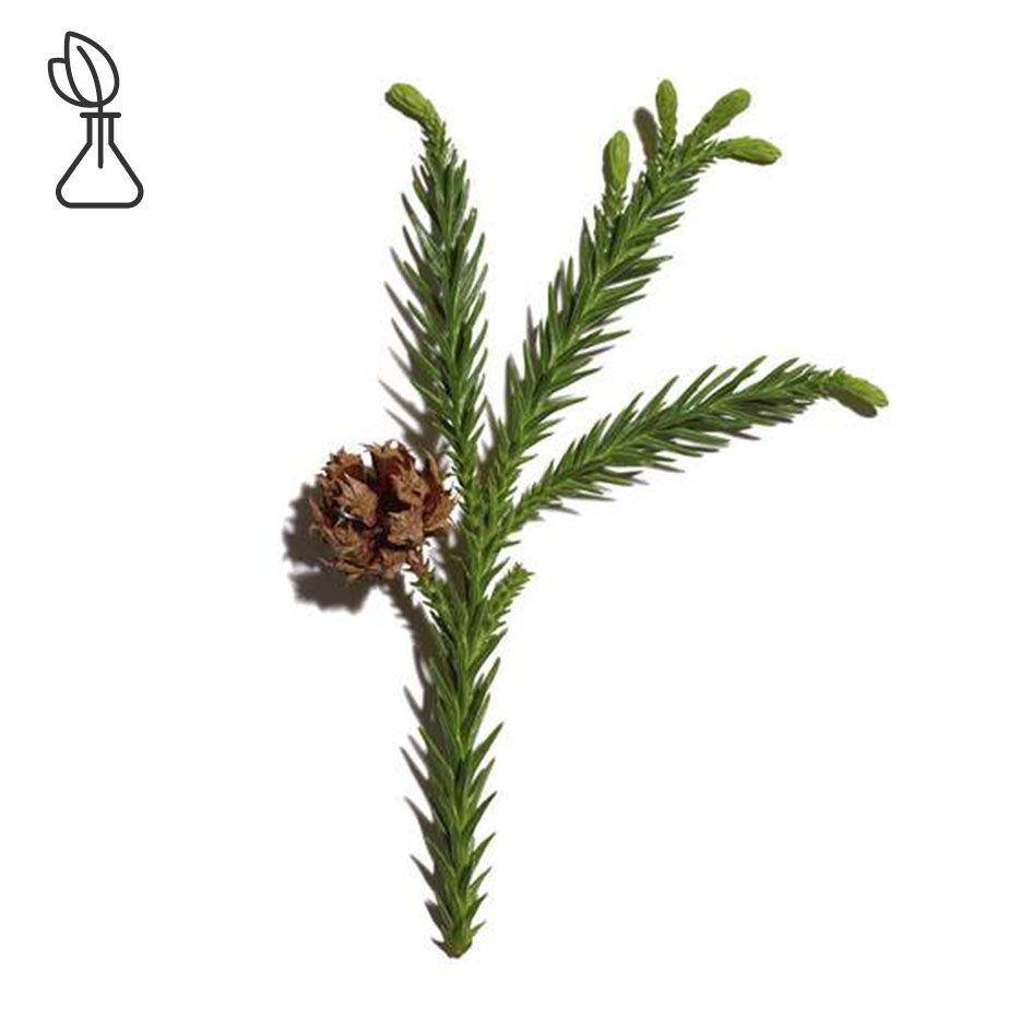 Cryptomeria-Extracto de Cryptomeria bio-Cryptomeria japonica bud extract