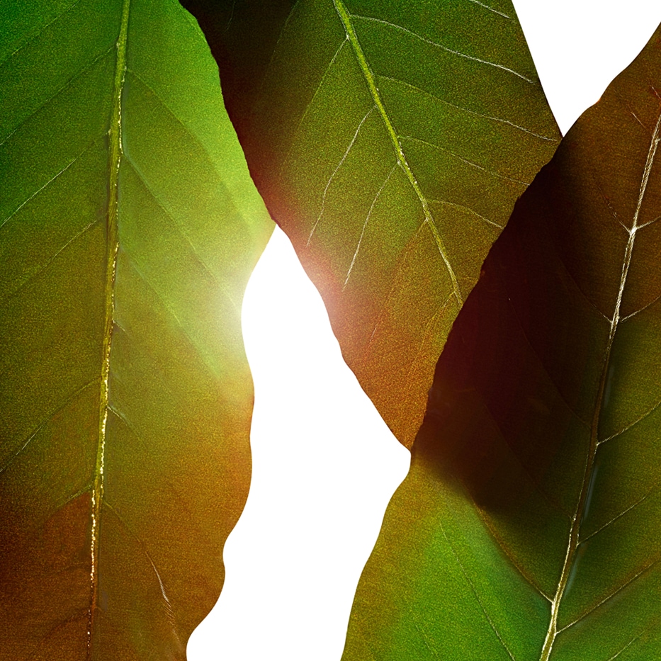 Huang qi-Extracto de huang qi-Engelhardtia chrysolepis leaf extract